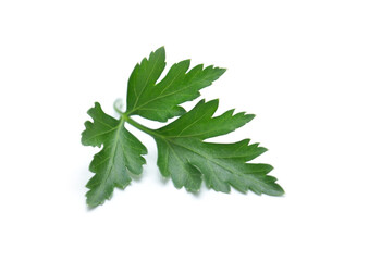 Fresh parsley leaf.  Parsley leaf isolated on white.