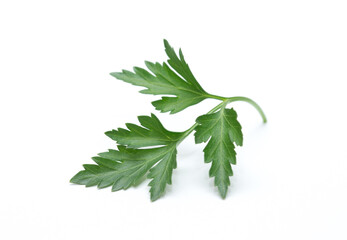 Fresh parsley leaf.  Parsley leaf isolated on white.