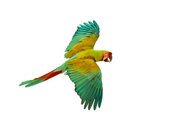 Colorful flying parrot isolated on transparent background png file