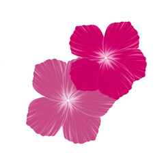 pink hibiscus flower