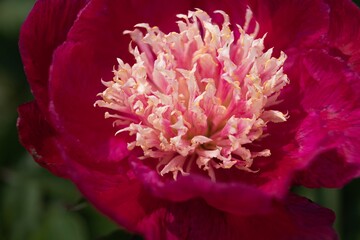Red peony flower, close-up with selective focus and dark blurred background. Silky petals. Selected peonies.