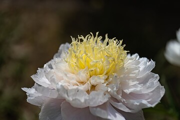 White peony flower on a dark blurred background. The beautiful peony flower with silk petals. Selected flowers of different varieties