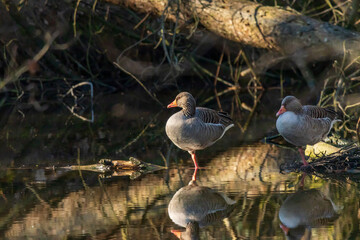 Ente im Wasser streckt sich