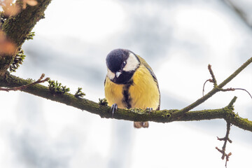 Eine Kohlmeise sitzt im Frühling auf einem Baumast
