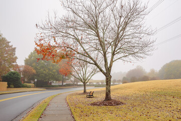 The season of autumn has arrived in the United States. The various leaf colors represent the changing circle from summer to fall. Steps for changing begin with green, yellow, and red color of leaves.