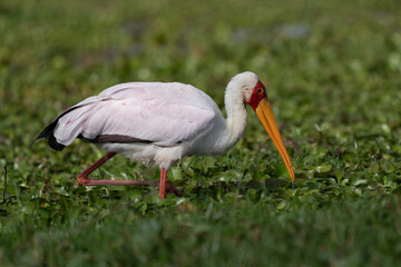 Platalea leucorodia Lapwings are water birds related to ibises