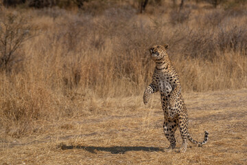 leopard in a tree waiting for prey Africa Kenya