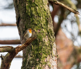 Ein Rotkehlchen sitzt im Frühling auf einem Baum