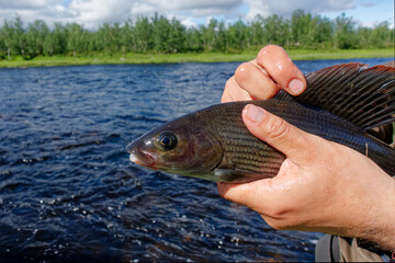 Fisherman caught a large grayling in Swedish Lapland in July 2022.