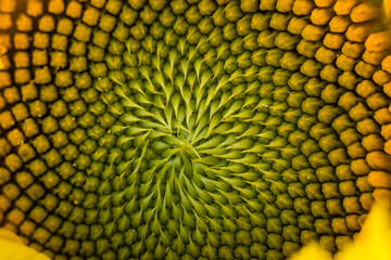 Ujęcie makro wnętrza kwiatu słonecznika - obrazy, fototapety, plakaty