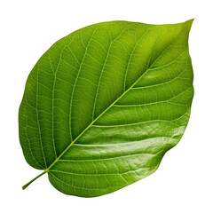 Obraz premium green leaf isolated on transparent background cutout