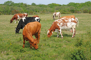 cows herd in a meadow in Sweden