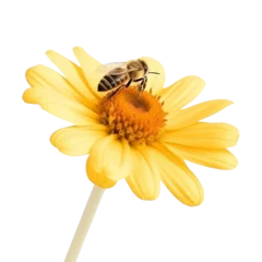 Foto op Aluminium bee on flower isolated on transparent background cutout © Papugrat