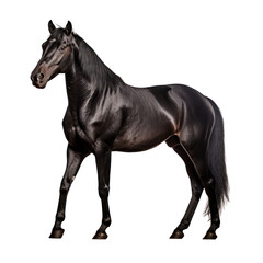 black horse isolated on transparent background cutout