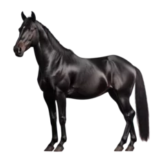 Fotobehang black horse isolated on transparent background cutout © Papugrat