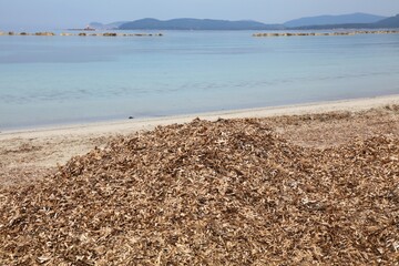 Seaweed on Alghero town beach in Sardinia island, Italy. Pile of dry seagrass waste.