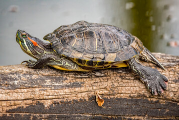turtle on the rock