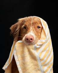 Wet dog holds a towel in his teeth. Funny pet on a black background. water procedures. Nova Scotia...