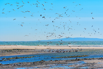 Brown Pelicans Dancing above Malibu's Coastal Beauty