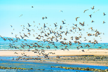 Brown Pelicans in Synchronized Flight from Malibu's Shallow Waters