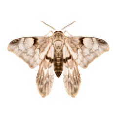 moth isolated on transparent background cutout - obrazy, fototapety, plakaty