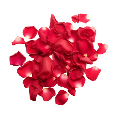 red rose isolated on transparent background cutout