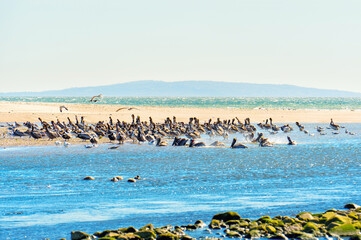 Brown Pelicans Taking a Break on Malibu's Shallow Waters