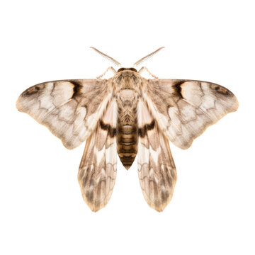 moth isolated on transparent background cutout