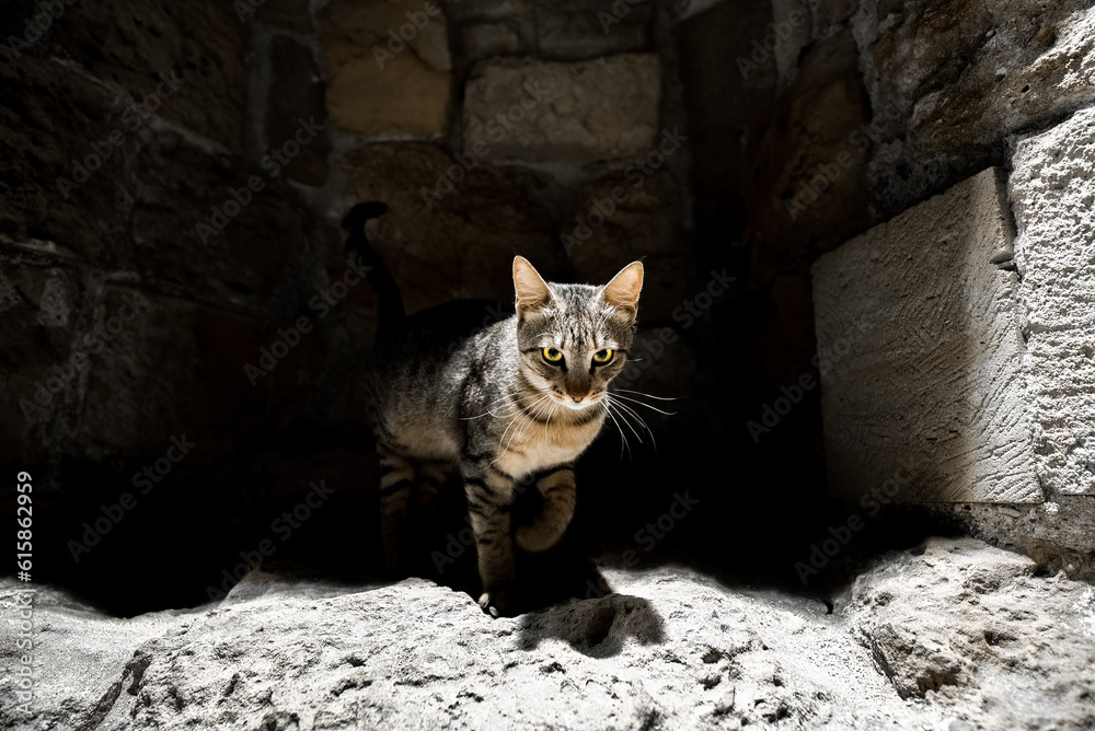 Poster cat on a rock