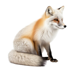 Obraz premium red fox vulpes isolated on transparent background cutout