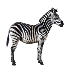 Poster zebra isolated on transparent background cutout © Papugrat