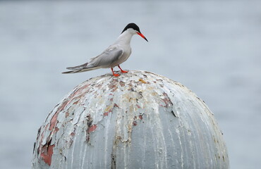 A river tern sits on a metal sphere with peeling paint