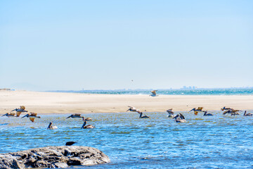 Brown Pelicans Float on Malibu's Shallow Waters