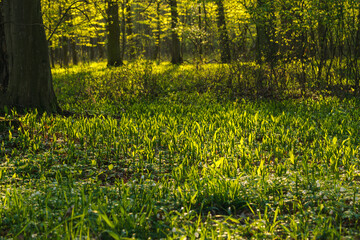 Wiosenny las z polaną oświetlonych słońcem