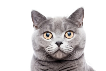 Cute fluffy portrait kitty Cat British Shorthair looking at camera isolated on clear png background, funny moment, pet concept, with Generative Ai.