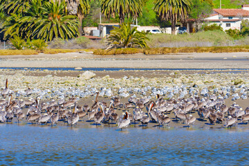 Brown Pelicans and Seagulls Resting on Malibu's Shallows