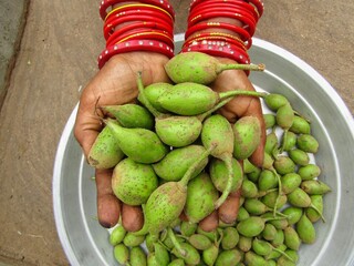 Holding some Mahua or Madhuca longifolia fruits on hand close-up view 