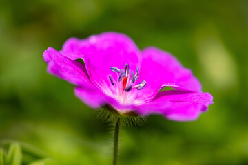 Bloody crane's-bill or bloody geranium (Geranium sanguineum) is a species of hardy flowering herbaceous perennial plant in the cranesbill family Geraniaceae. Macro close up of violet flower details.