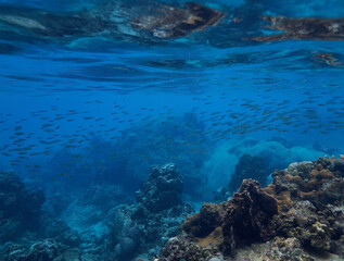 coral reef in the sea