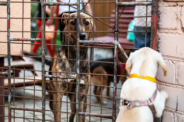 A dog in an animal shelter is waiting for adoption. Sad dog behind the fence. Homeless dog behind...
