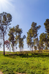 Fototapeta premium The slender pines grow in the meadow