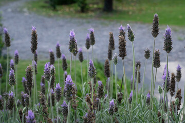 Floral background. Closeup view of Lavandula dentata, also known as French lavander, purple flowers blooming in the garden. 