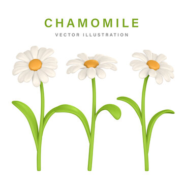 3D Cute colorful chamomile. Daisy flower in cartoon style. Vector illustration