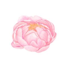 A delicate pink peony flower bud