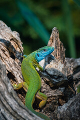 green lizard on a tree
