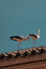 Two storks over a roof, clear day