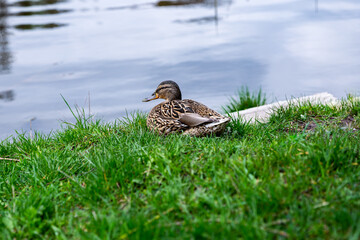 a duck rests on the river bank 