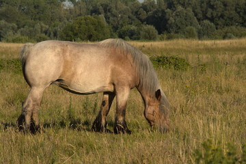 Fototapeta premium Brown Belgian draft horse grazing in a sunny meadow in Bourgoyen nature reserve, Ghent, Flanders, Belgium