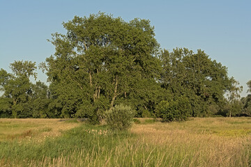 Fototapeta premium Summer landscape in the marsh in the Flemish countryside in Bourgoyen nature reserve, Ghent, Flanders, Belgium