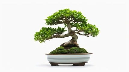 Bonsai tree against a white wall